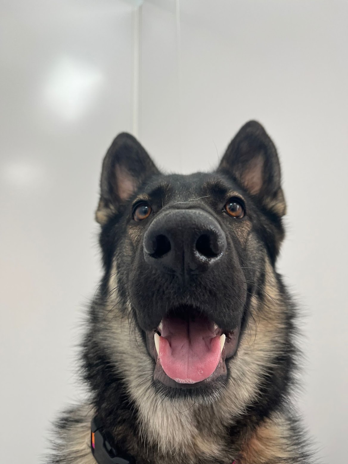 A happy German Shepherd patient looking up at the camera
