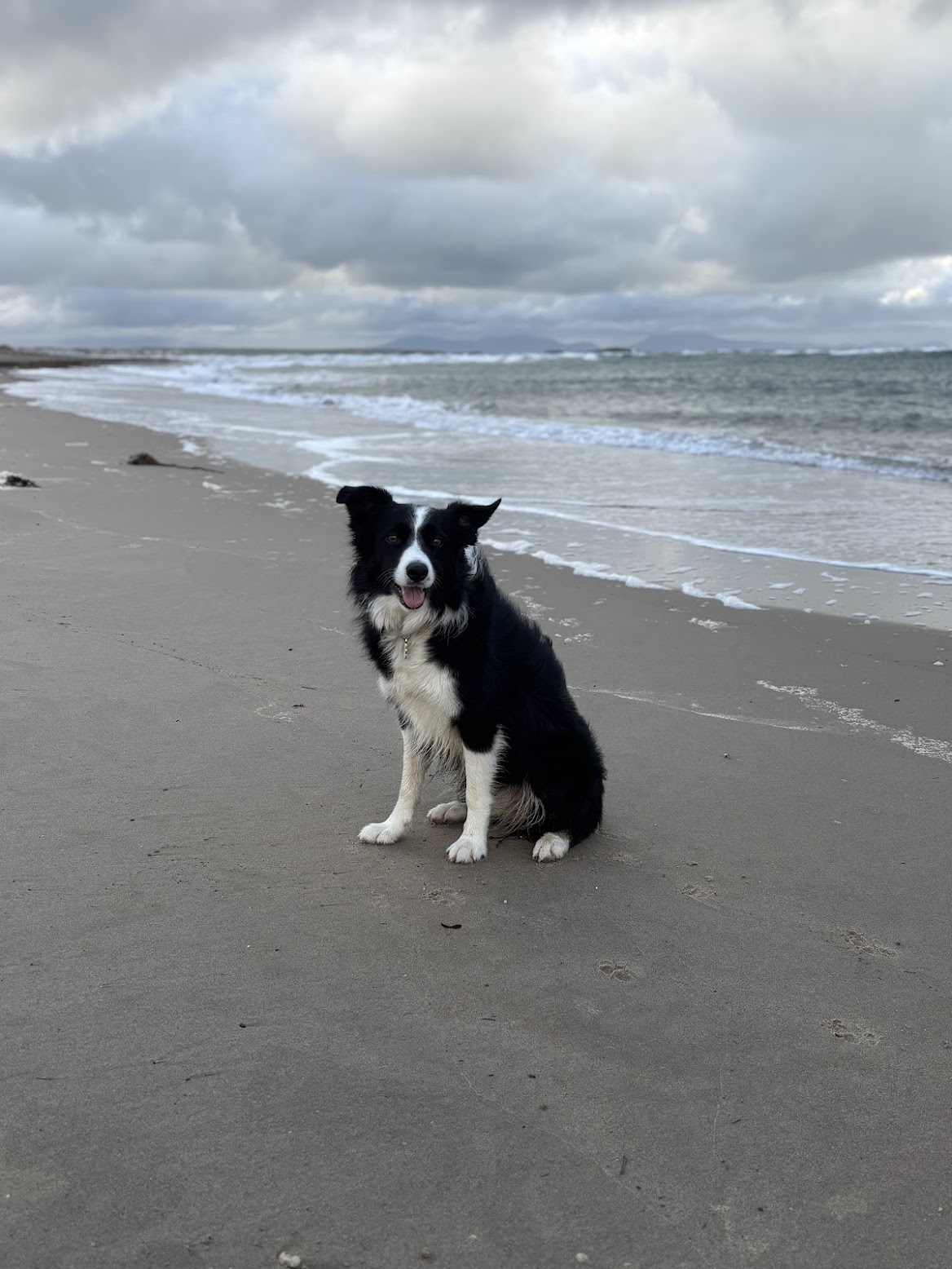 A Border Collie enjoying a walk on the beach