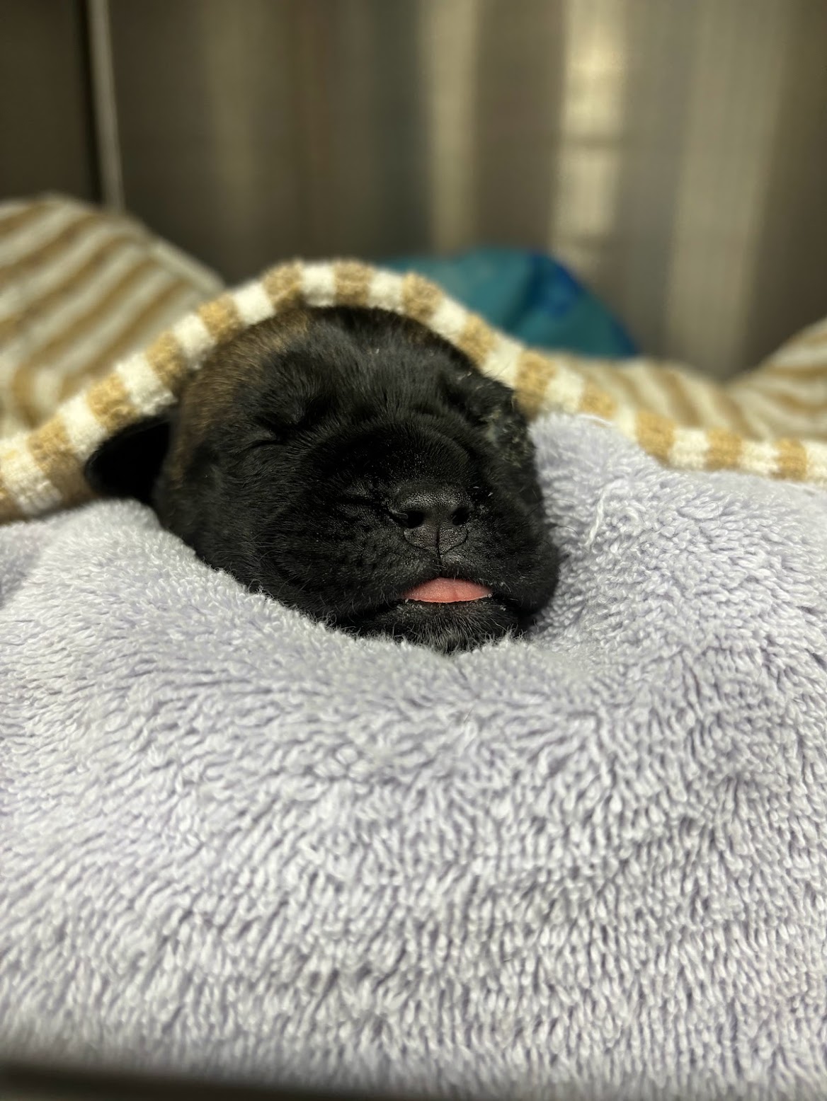 A sleepy black puppy tucked into a blanket