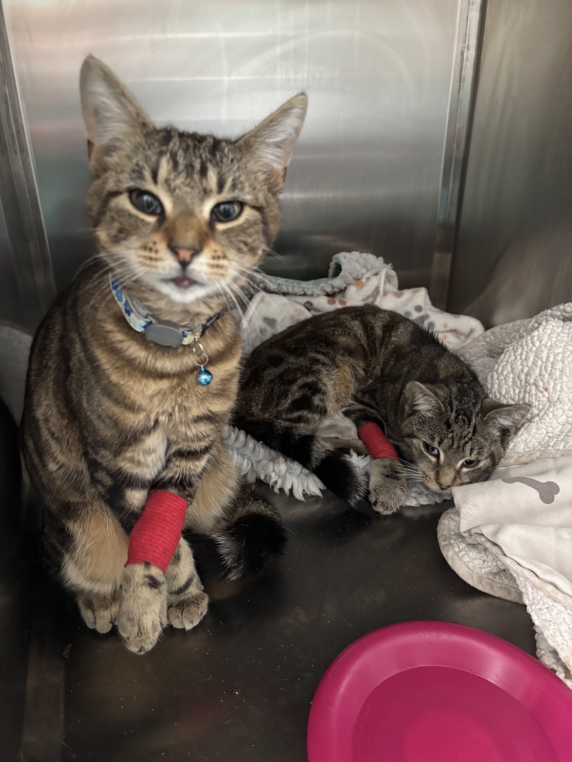 Two cat patients resting together during veterinary care
